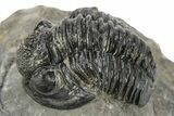 Detailed Gerastos Trilobite Fossil - Morocco #226631-1